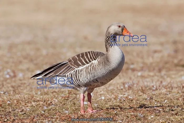 : Graylag / Gray-Lag / Western Graylag / Eastern : Graylag / Gray-Lag / Western Graylag / Eastern