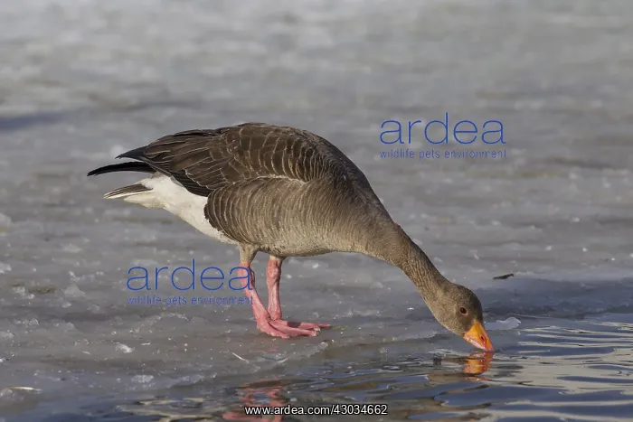 : Graylag / Greylag Goose - adult bird drinking - Iceland : Graylag / Greylag Goose - adult bird drinking - Iceland