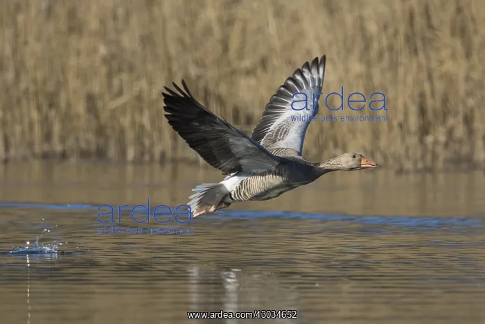 : Graylag / Greylag Goose - adult bird in flight - Germany : Graylag / Greylag Goose - adult bird in flight - Germany