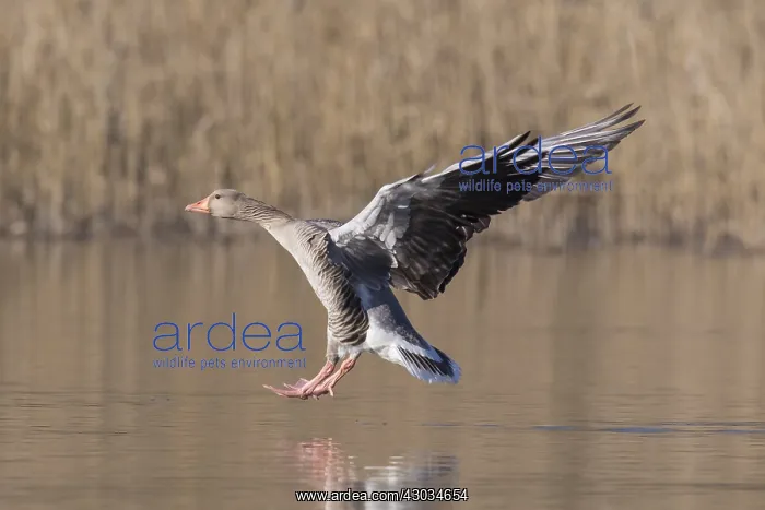 : Graylag / Greylag Goose - adult bird landing - Germany : Graylag / Greylag Goose - adult bird landing - Germany