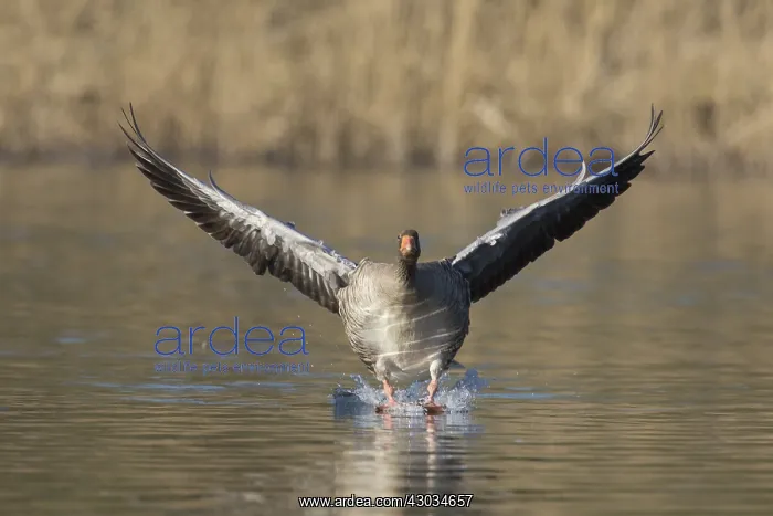 : Graylag / Greylag Goose - adult bird landing - Germany : Graylag / Greylag Goose - adult bird landing - Germany