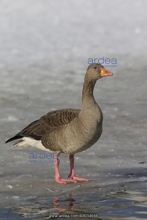 : Graylag / Greylag Goose - adult bird standing on : Graylag / Greylag Goose - adult bird standing on