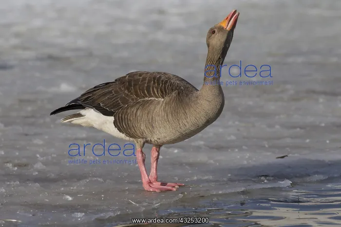 : Graylag / Greylag Goose - adult bird standing on : Graylag / Greylag Goose - adult bird standing on