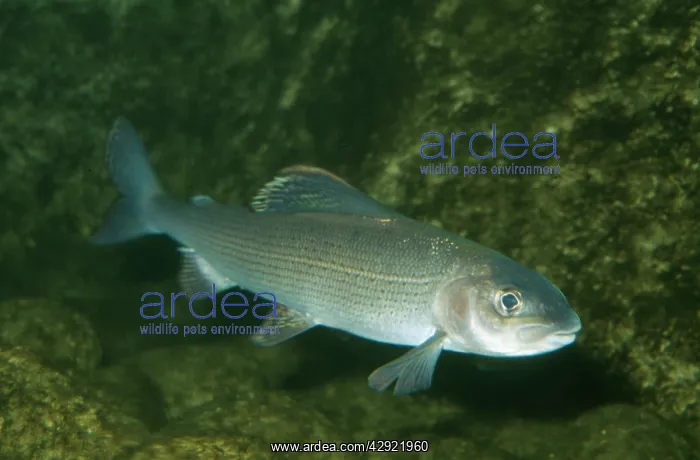 : Grayling (T. thymallus). Fresh Water UK and Europe : Grayling (T. thymallus). Fresh Water UK and Europe