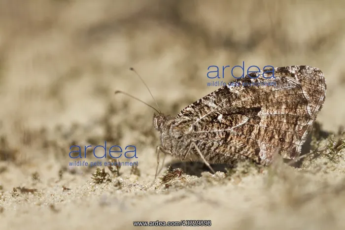 : Grayling (Hipparchia semele) resting in sand : Grayling (Hipparchia semele) resting in sand