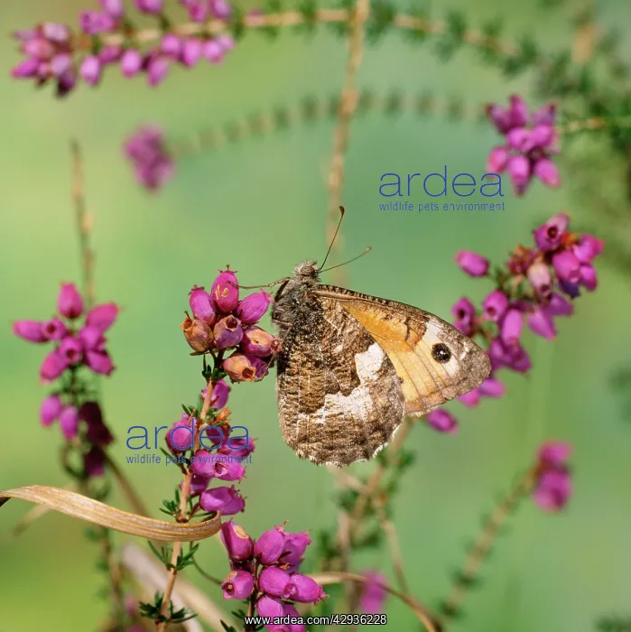  : Grayling Butterfly
