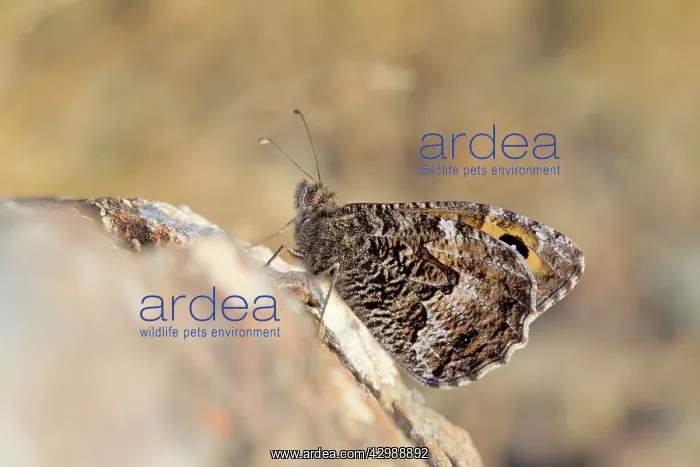 : Grayling Butterfly : Grayling Butterfly