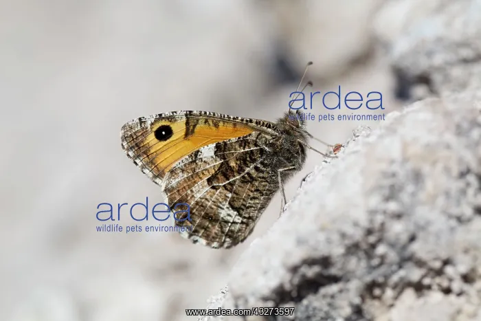 : Grayling Butterfly : Grayling Butterfly