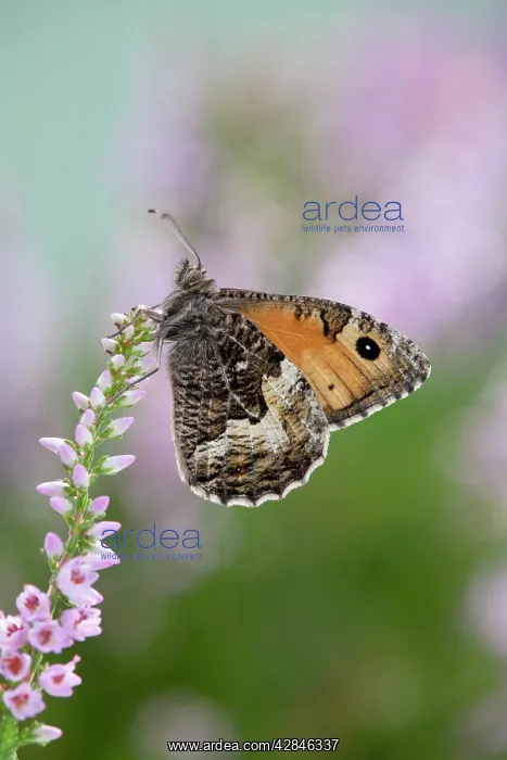 : Grayling Butterfly - on heather : Grayling Butterfly - on heather