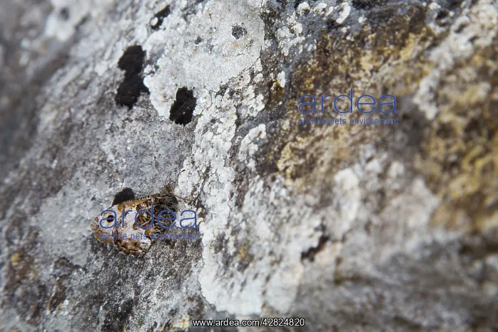 : Grayling Butterfly - on rock : Grayling Butterfly - on rock