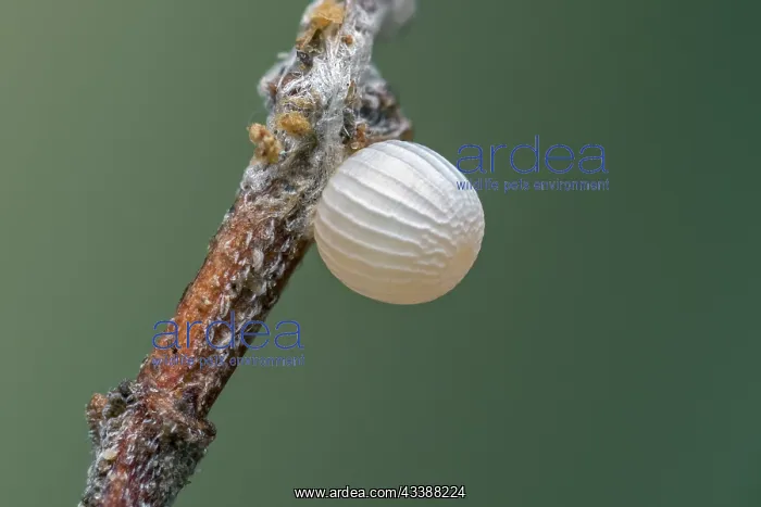  : Grayling  /  Rock Grayling (Hipparchia semele) egg