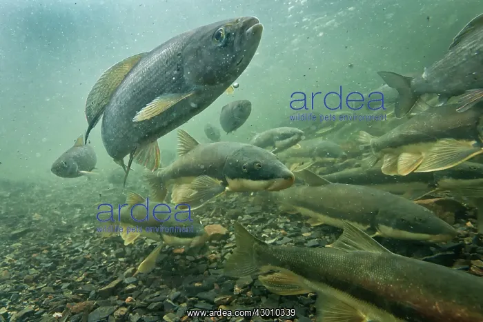 : Grayling with Sucker Fish congregating in groups : Grayling with Sucker Fish congregating in groups