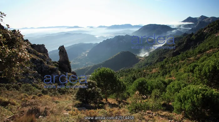 : Grazalema National Park - mountains with morning mist : Grazalema National Park - mountains with morning mist