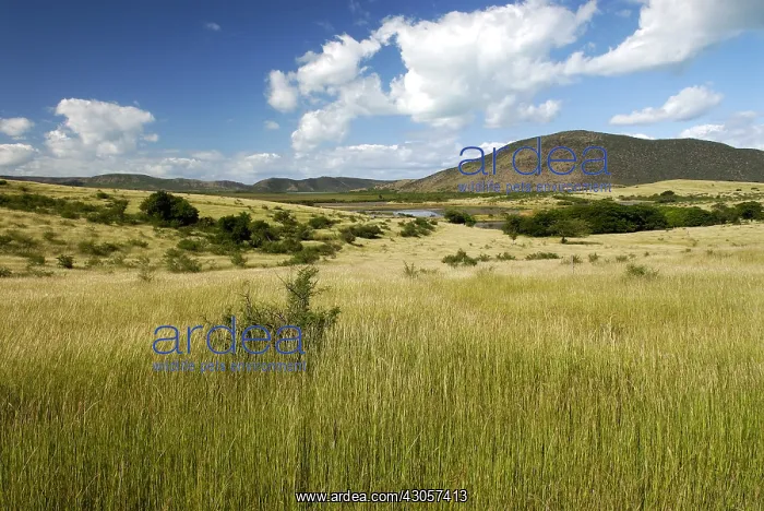 : Grazing cattle on the town of Voh New Caledonia : Grazing cattle on the town of Voh New Caledonia