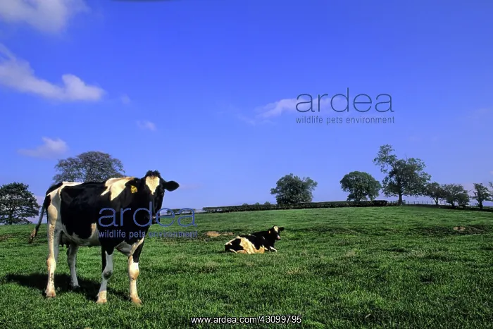 : Grazing Cows, Ireland : Grazing Cows, Ireland