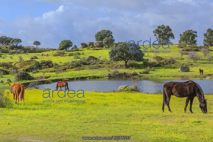 : Grazing horse - herd of horses grazing on a blooming : Grazing horse - herd of horses grazing on a blooming