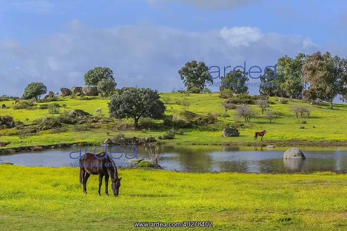 : Grazing horse - herd of horses grazing on a blooming : Grazing horse - herd of horses grazing on a blooming