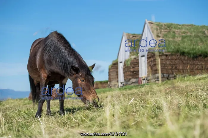 : Grazing Icelandic horse (Equus islandicus) in front : Grazing Icelandic horse (Equus islandicus) in front