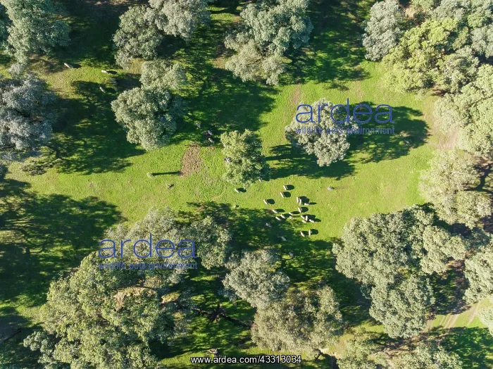 : Grazing pigs and holm oaks (Quercus ilex) in the : Grazing pigs and holm oaks (Quercus ilex) in the