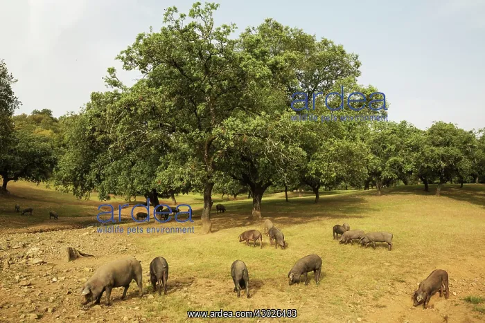 : Grazing pigs and holm oaks in the Sierra de Aracena : Grazing pigs and holm oaks in the Sierra de Aracena