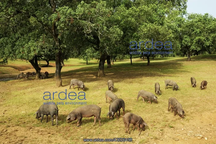 : Grazing pigs and holm oaks in the Sierra de Aracena : Grazing pigs and holm oaks in the Sierra de Aracena