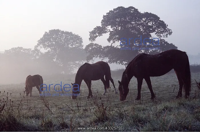: GRAZING PONIES - In morning mist : GRAZING PONIES - In morning mist