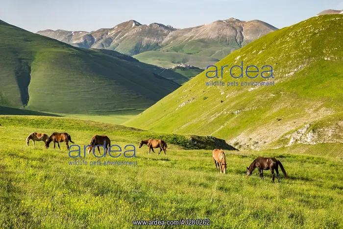 : Grazing semi-wild horses, Piano Grande, Castelluccio : Grazing semi-wild horses, Piano Grande, Castelluccio