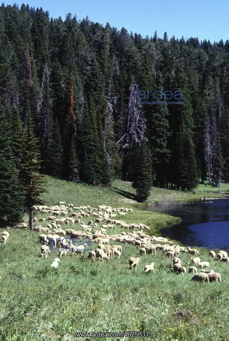 : Grazing sheep : Grazing sheep