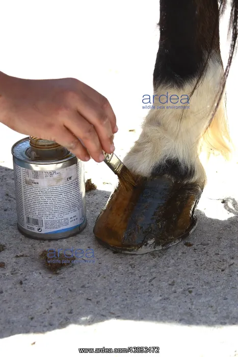 : Greasing of a Horse hooves : Greasing of a Horse hooves