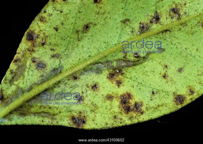 : Greasy spot (Mycosphaerella citri) : Greasy spot (Mycosphaerella citri)