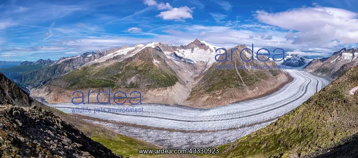  : The Great Aletsch glacier, Canton of Valais, Switzerland