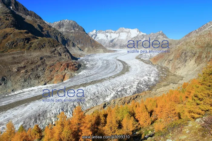  : Great Aletsch Glacier and Wannenhorns, Valais, Switzerland