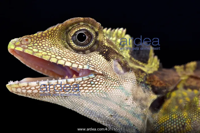 : Great angle head lizard (Gonocephalus grandis) : Great angle head lizard (Gonocephalus grandis)