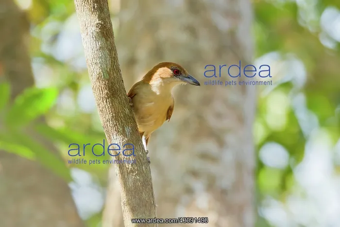 : Great Antshrike : Great Antshrike