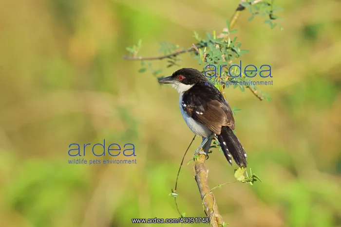 : Great Antshrike : Great Antshrike