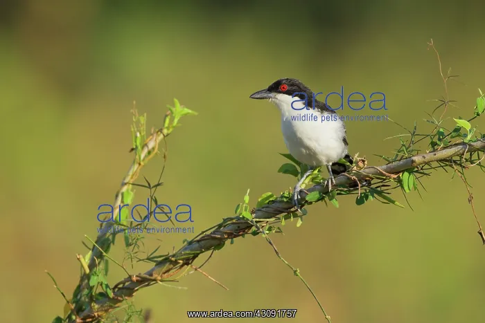 : Great Antshrike : Great Antshrike