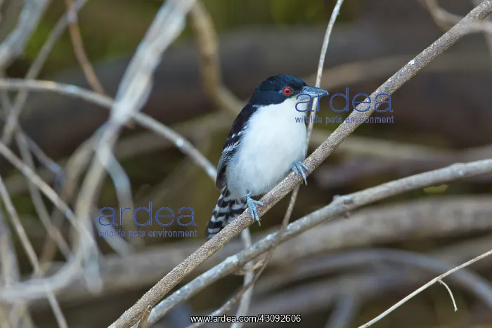 : Great AntShrike : Great AntShrike