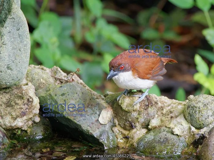 : Great Antshrike - female bathing Taraba major Ec : Great Antshrike - female bathing Taraba major Ec