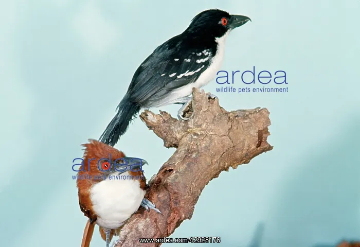 : Great Antshrike - Male & Female : Great Antshrike - Male & Female