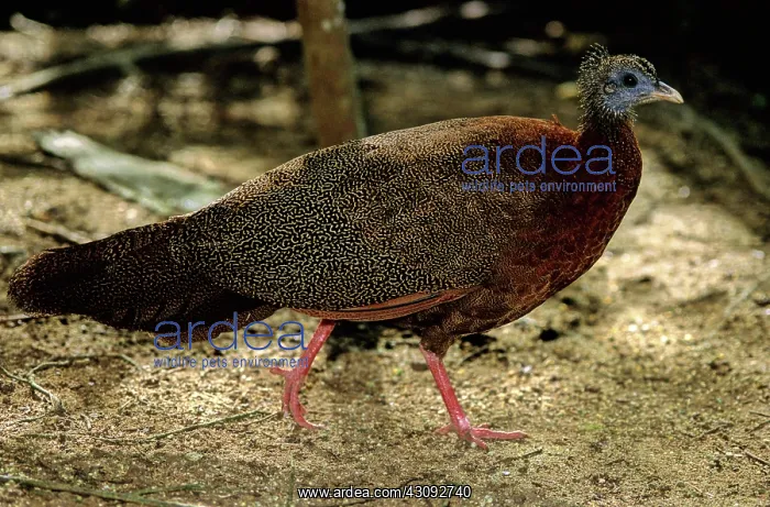 : Great Argus Pheasant : Great Argus Pheasant