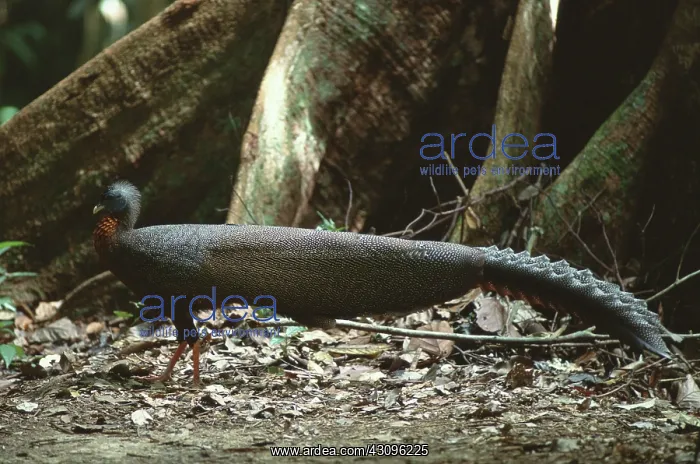 : Great Argus Pheasant : Great Argus Pheasant