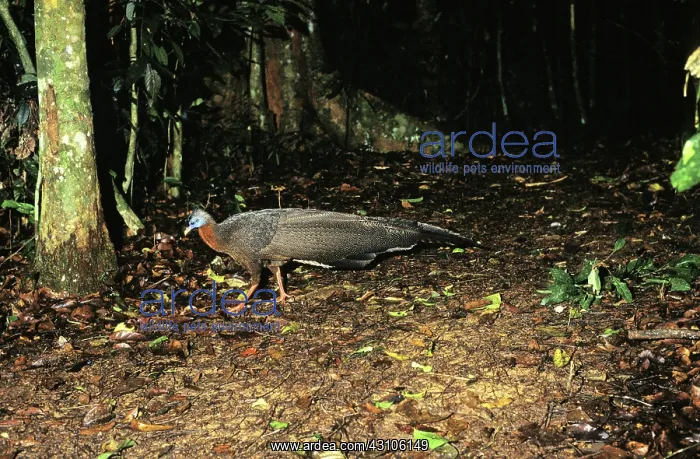 : Great Argus Pheasant : Great Argus Pheasant