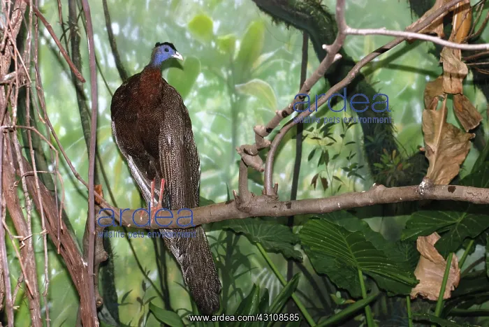 : Great Argus Pheasant : Great Argus Pheasant