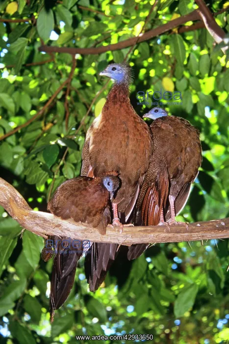 : Great Argus PHEASANT - Female with young : Great Argus PHEASANT - Female with young