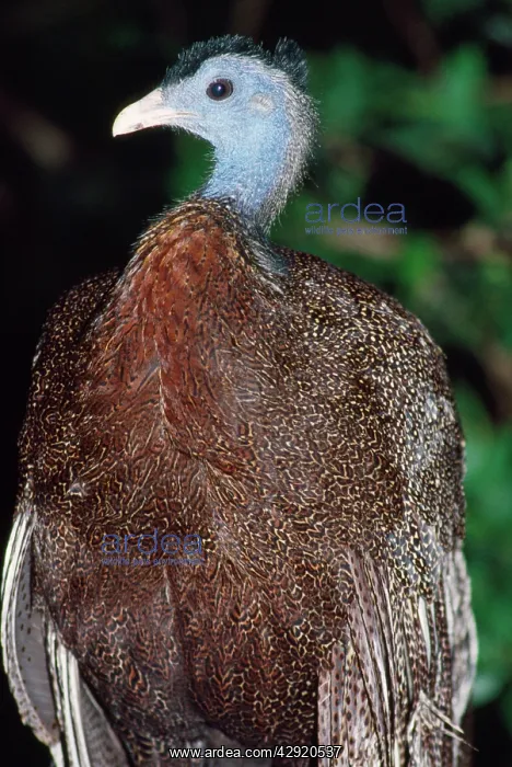 : Great Argus Pheasant - threatened : Great Argus Pheasant - threatened