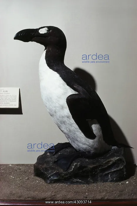 : Great Auk. Great auk (Pinguinus impennis), an extinct large flightless seabird : Great Auk. Great auk (Pinguinus impennis), an extinct large flightless seabird