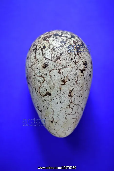 : Great Auk egg. 140 x 83mm : Great Auk egg. 140 x 83mm