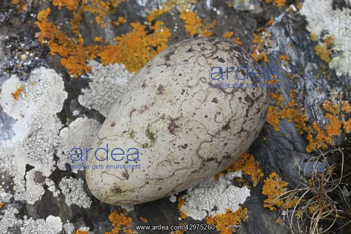 : Great Auk egg - 140 x 83mm - on coastal rock : Great Auk egg - 140 x 83mm - on coastal rock