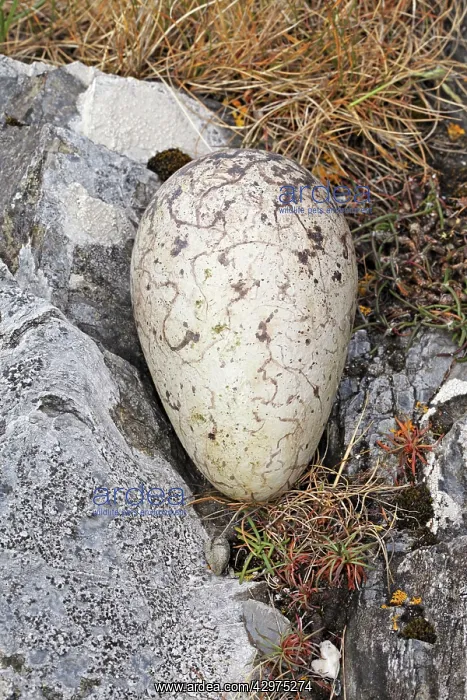 : Great Auk egg - 140 x 83mm - on coastal rock : Great Auk egg - 140 x 83mm - on coastal rock