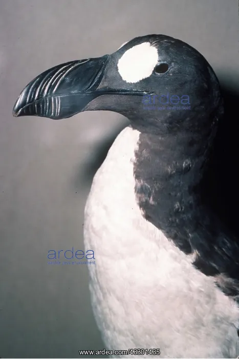 : GREAT AUK - extinct bird, stuffed specimen : GREAT AUK - extinct bird, stuffed specimen